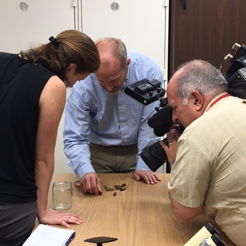 John LaPolla and Catherine Hawley examine cicadas at TU's insect lab.