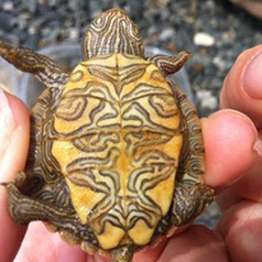 Underside of a Northern Map Turtle