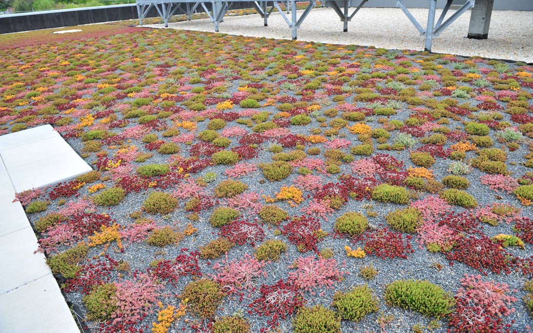 College of Liberal Arts Green Roof