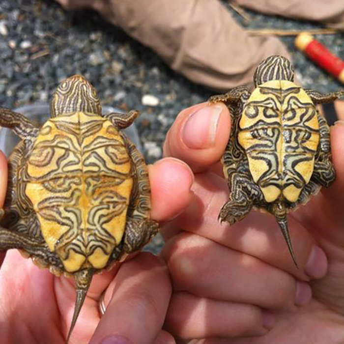 Two small turtles