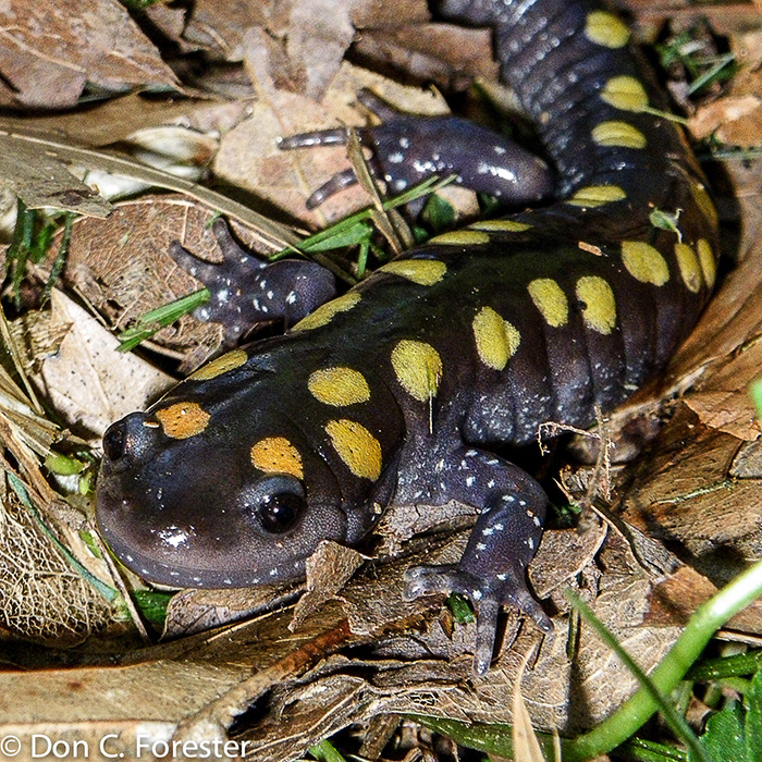 Salamander