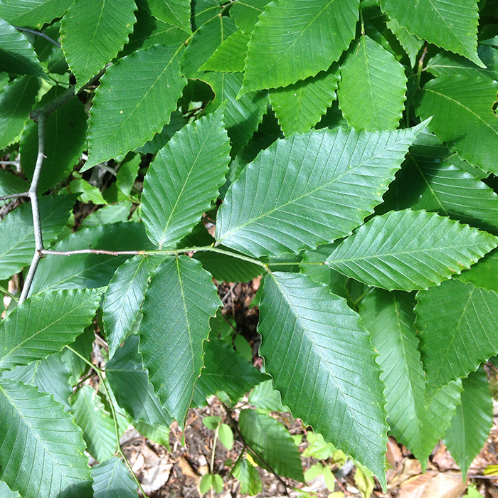 American beech tree leaves