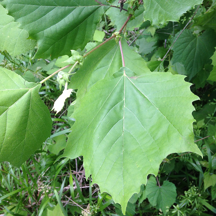 american sycamore