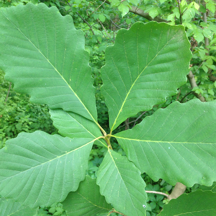 Chestnut Oak