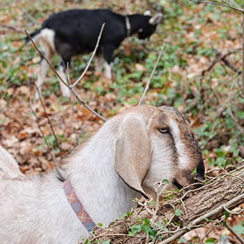 Goats eating invasive plants in the Glen Arboretum.