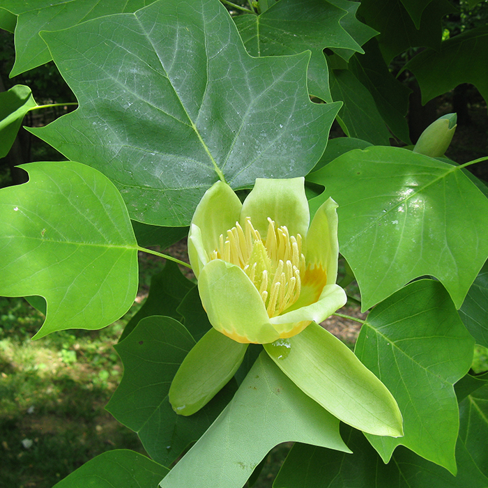 Tuliptree