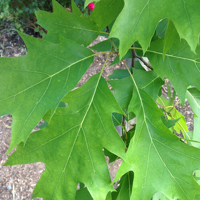 Northern Red Oak