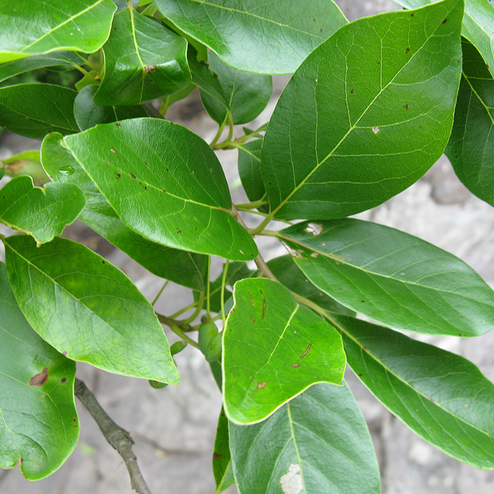 Blackgum