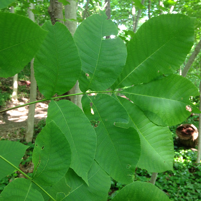 Pignut Hickory