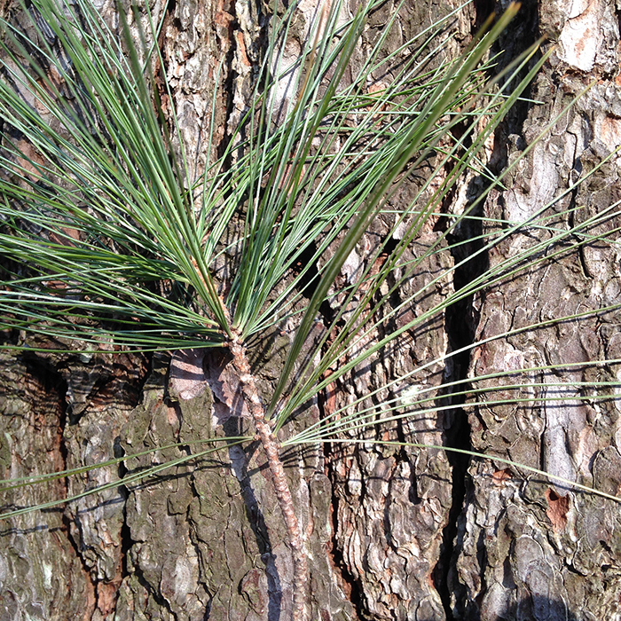 eastern white pine