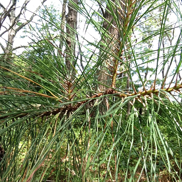 Loblolly pine