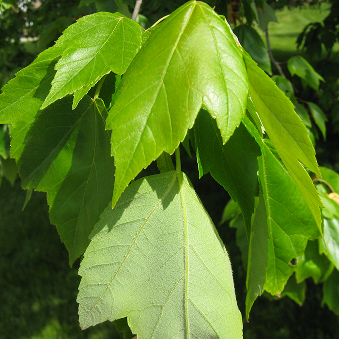 Red Maple