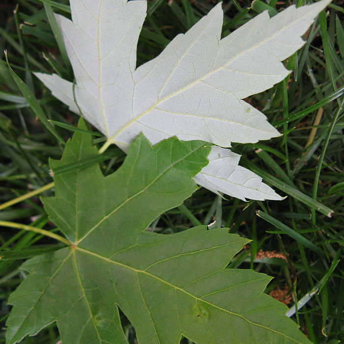 Silver Maple