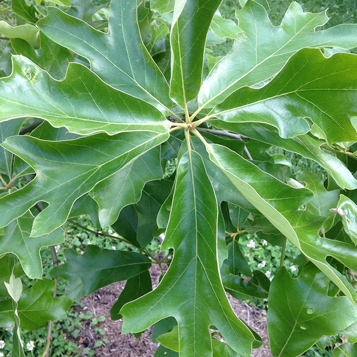 Southern Red Oak