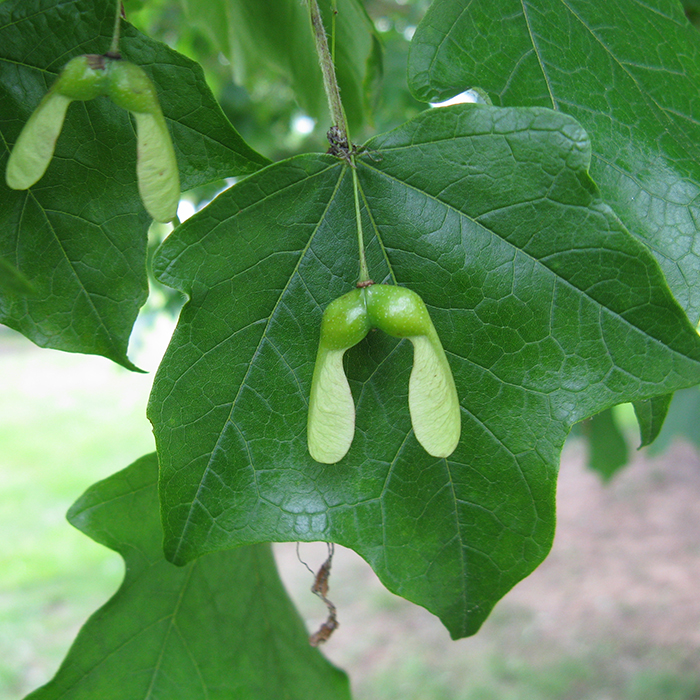 Sugar Maple