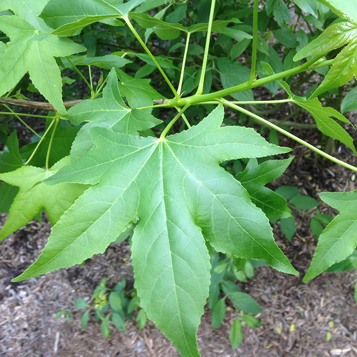 Sweet Gum