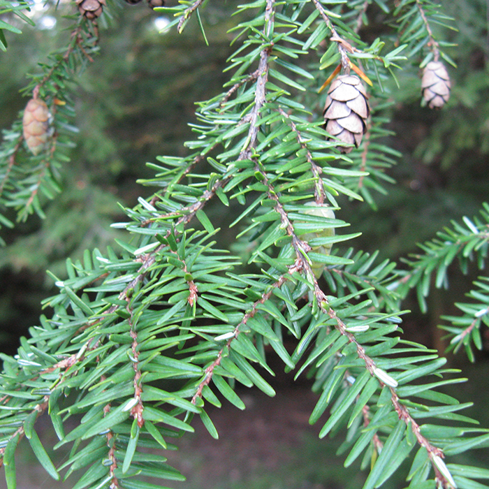 Eastern Hemlock