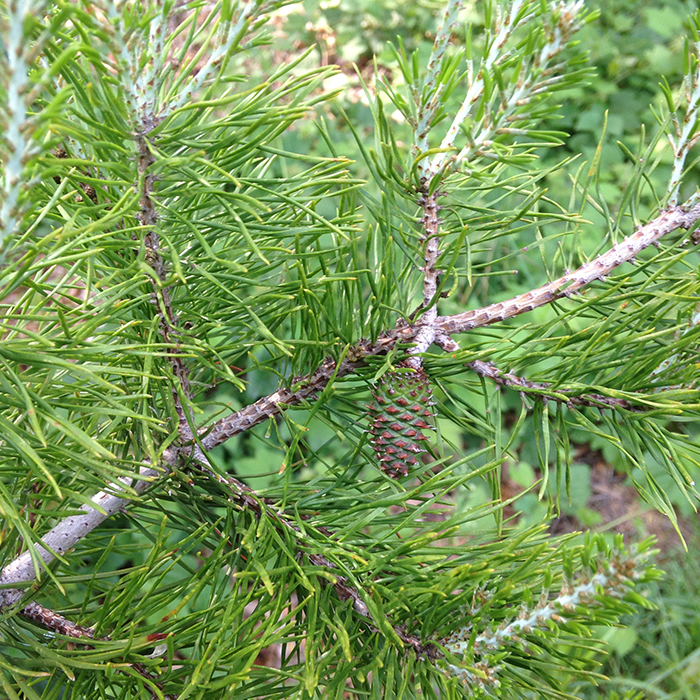 Virginia Pine