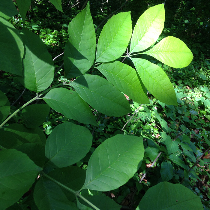 White Ash