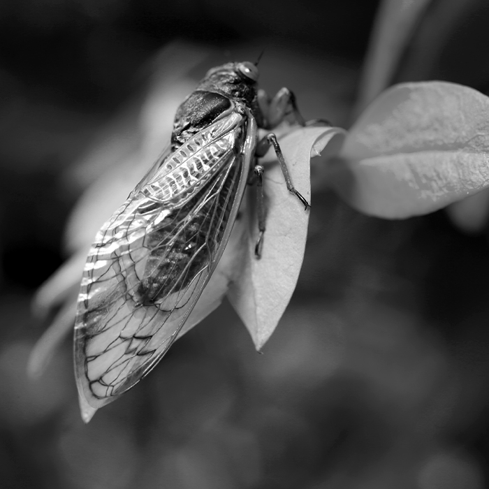 Cicada on a leaf