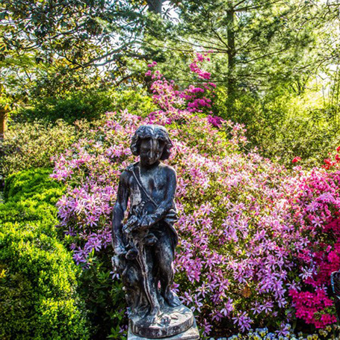 flowering shrubs