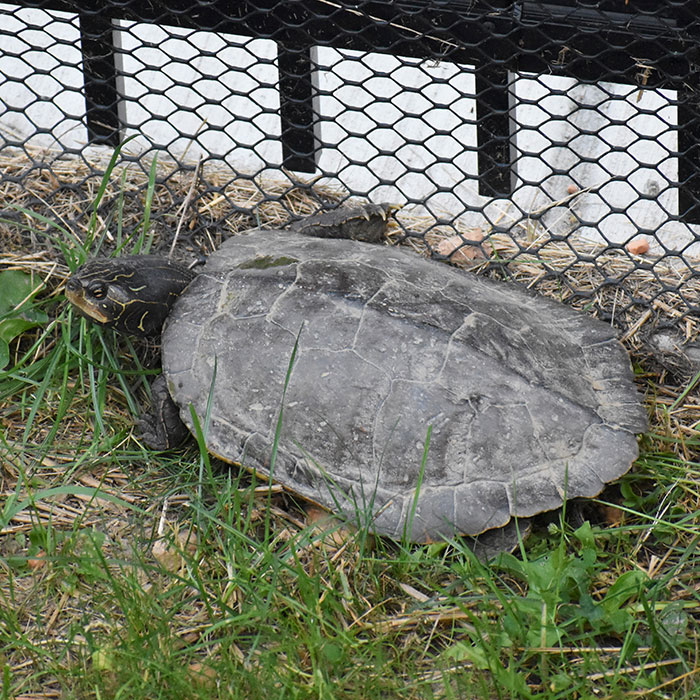 Female turtle basking