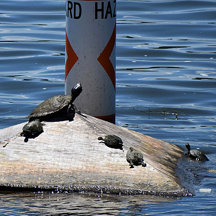 Turtles basking in water