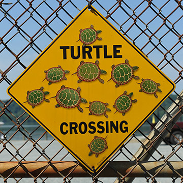 Turtle sign