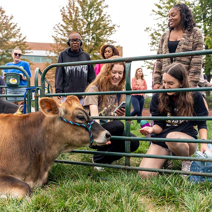 TU students petting cows