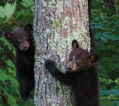 Bear climbing a tree