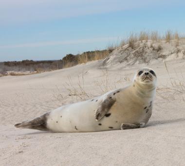 Harp seal