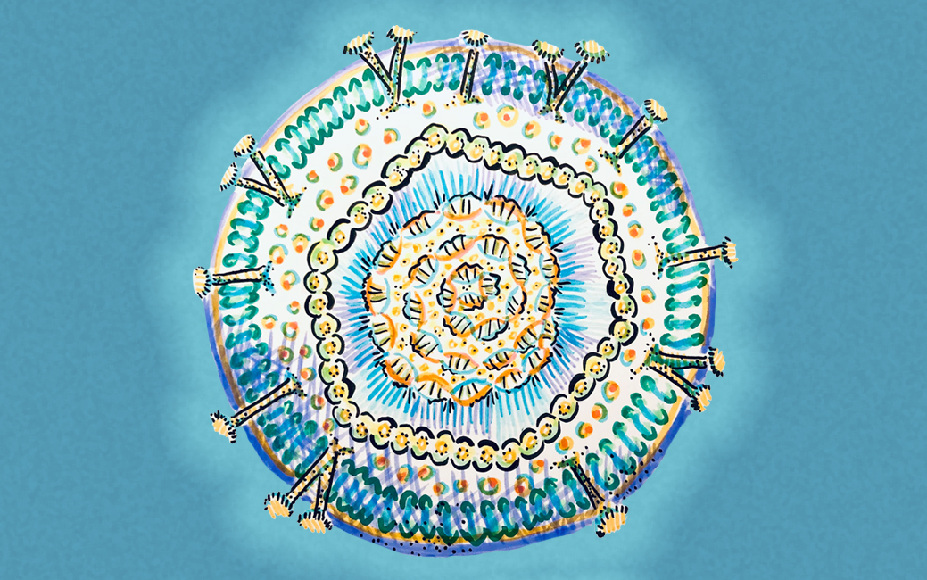 Illustrated herpes simplex virus cell