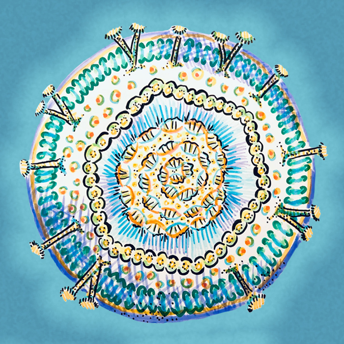 illustration of herpes simplex virus