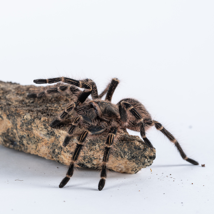 brown and cream tarantula crawling on a piece of wood on a white background