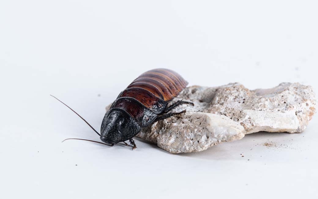 Single cockroach leaving a rock on a white background