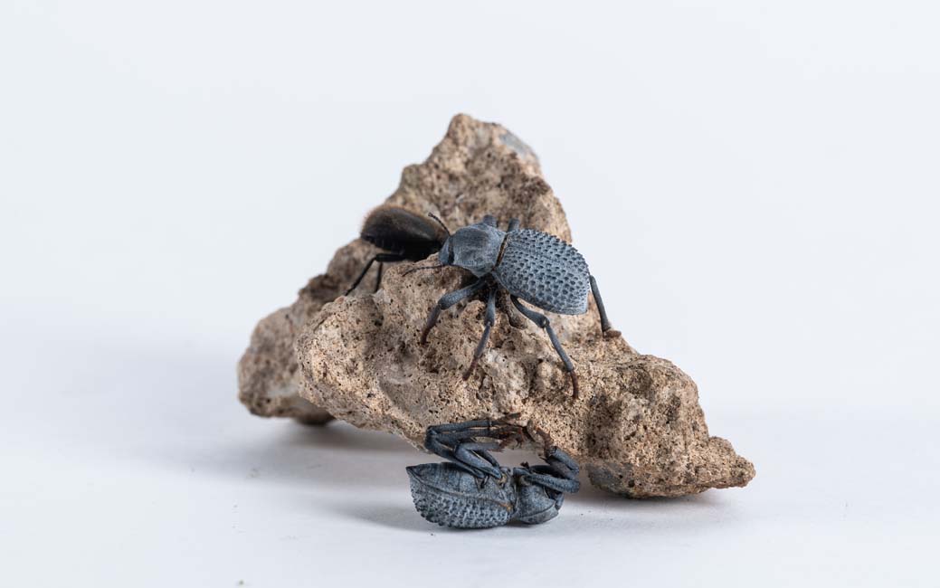 Two blue beetles, one on a rock, one upside down on the surface of a white background