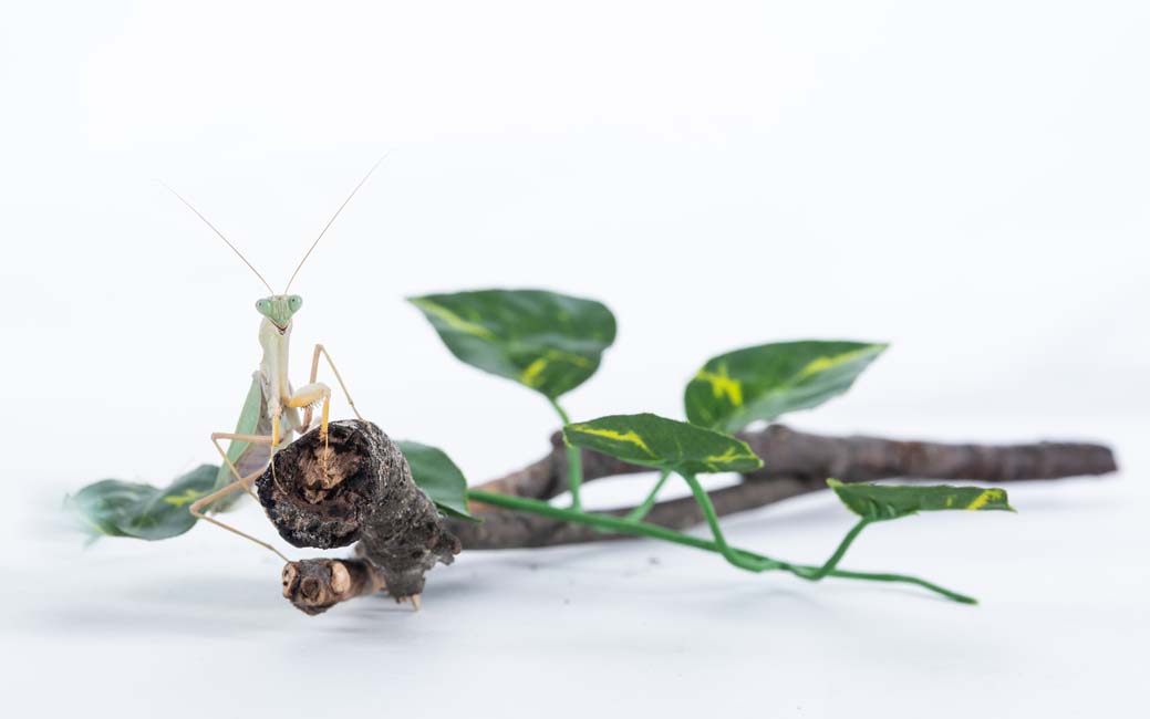 Photo of a praying mantis on a stick with leaves on a white background