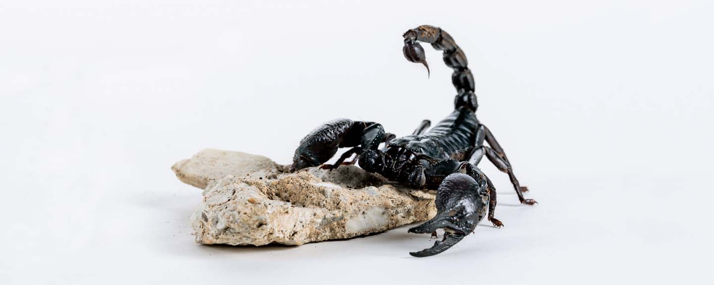 scorpion on a rock, with his tail raised