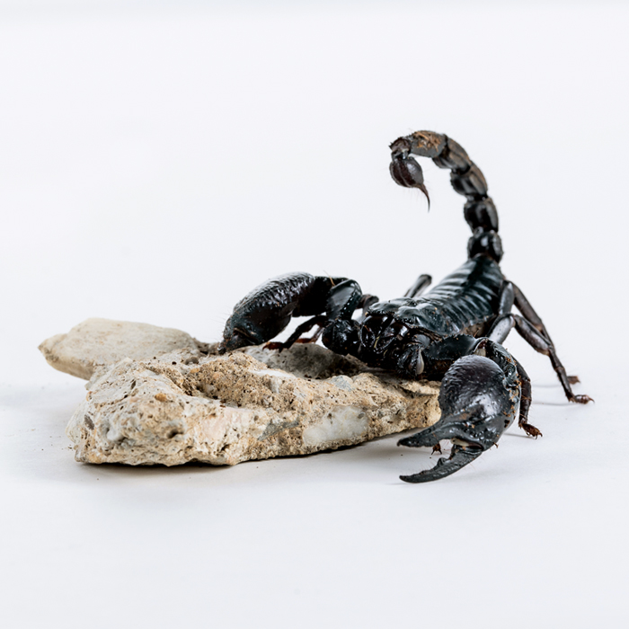 Photo of a scorpion on a rock with its tail in the air