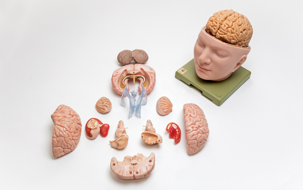 A plastic model of a brain