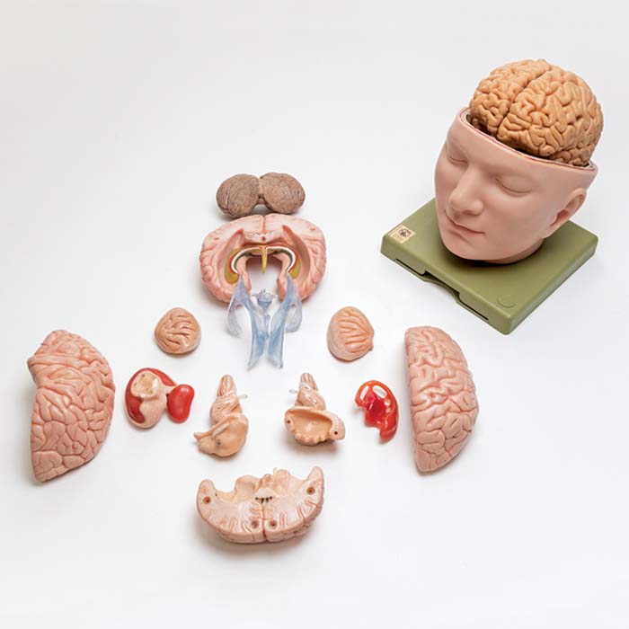 Color image of an anatomical model of the brain