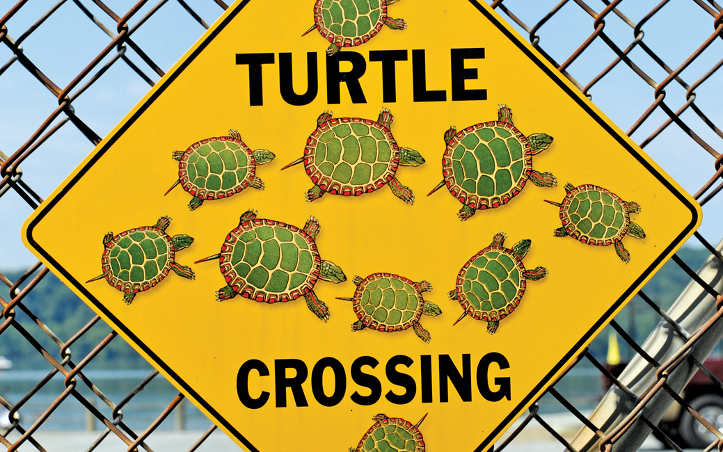 traffic sign that says turtle crossing and has little turtles all over it