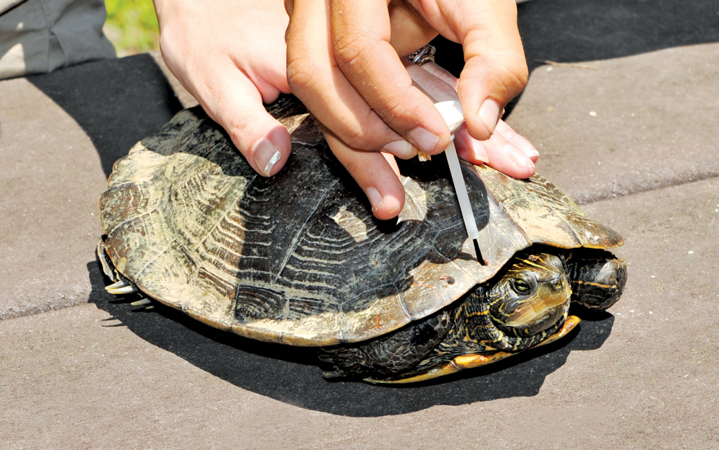 hands daubing paint on a northern map turtle for tracking purposes