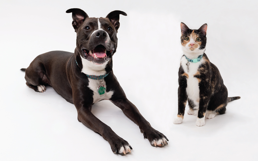 Black pit mix puppy, tortoise shell cat