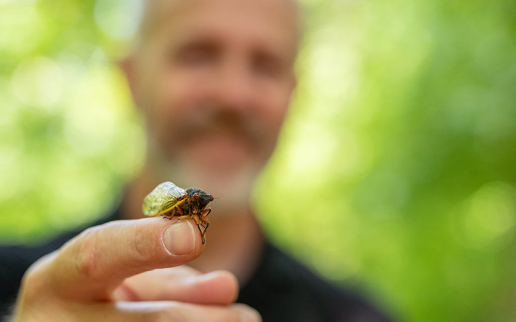 Close-up of cicada on hand