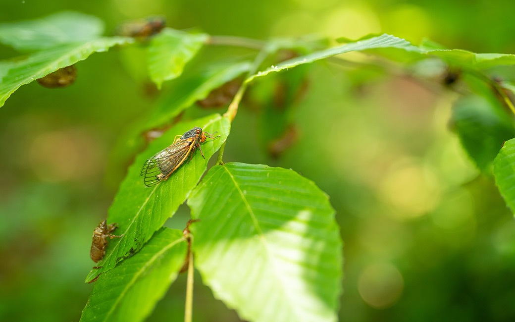 Cicadas on leaves