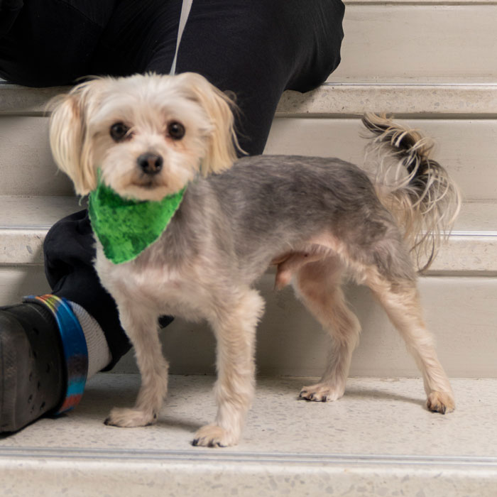 Miller's dog and Emotional Support Animal, Prince, joins him in the Union