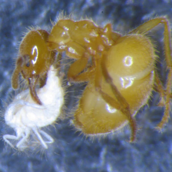 Ant carrying mealybug
