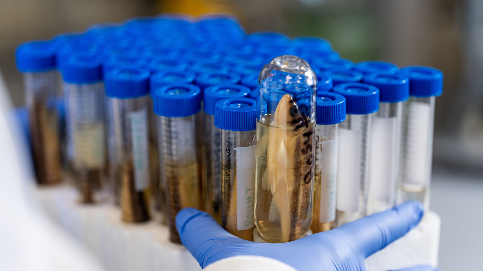 Preserved juvenile striped bass in test tubes used for student research