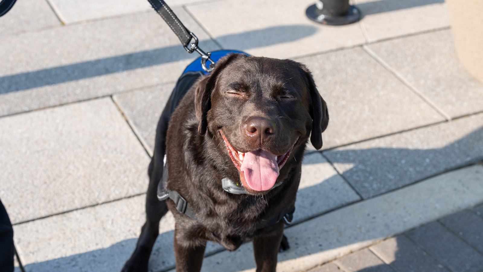 TU's comfort dog bruno